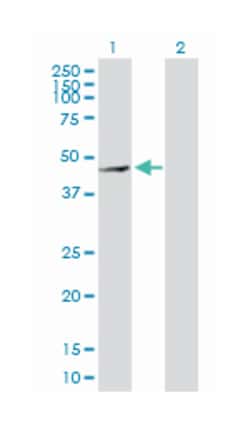 matrix metallopeptidase 28, Rabbit, Purified MaxPab Polyclonal Antibody,