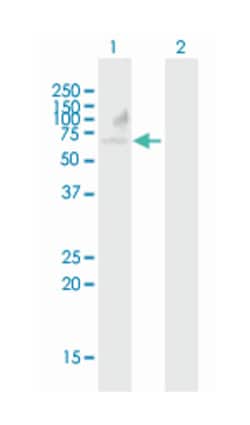 collectin sub-family member 12 (B01), Mouse anti-Human, Polyclonal Antibody,