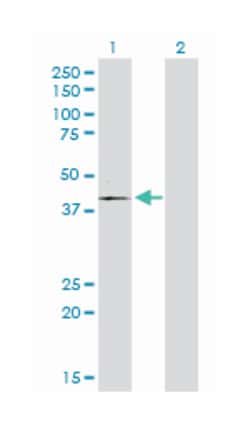 protein kinase-like protein SgK196, Rabbit, Purified MaxPab Polyclonal
