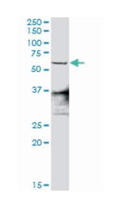 zinc finger protein 496, Rabbit, Purified MaxPab Polyclonal Antibody, Abnova