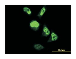centromere protein M, Mouse, Clone: 4C12-2C8, Abnova 100&mu;g; Unlabeled:Antibodies,