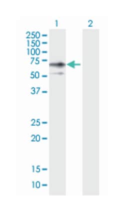 ERO1-like (S. cerevisiae), Rabbit, Purified MaxPab Polyclonal Antibody,