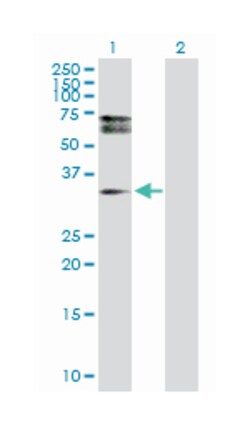 hepatoma-derived growth factor, related protein 3, Rabbit, Purified MaxPab&trade; Polyclonal Antibody, Abnova&trade;