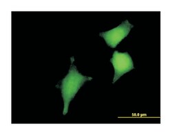 glutaredoxin 2, Mouse, Purified MaxPab Polyclonal Antibody, Abnova 50&mu;g;