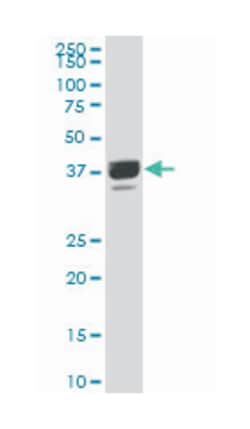 proline rich 16, Mouse, Polyclonal Antibody, Abnova 50&mu;L; Unlabeled:Antibodies,