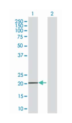 membrane-spanning 4-domains, subfamily A, member 4, Mouse, Polyclonal Antibody,