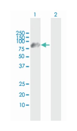 hook homolog 1 (Drosophila) (B01), Mouse anti-Human, Polyclonal Antibody,