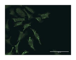 testis expressed 264, Rabbit, Purified MaxPab Polyclonal Antibody, Abnova