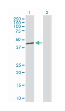 transcription factor B1, mitochondrial, Rabbit, Purified MaxPab™ Polyclonal Antibody, Abnova™