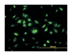 ring finger protein 12, Mouse, Clone: 1G10, Abnova 100&mu;g; Unlabeled:Antibodies,