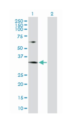 mRNA turnover 4 homolog (S. cerevisiae), Rabbit, Purified MaxPab Polyclonal Antibody, Abnova 100 &mu;g | Buy Online | Abnova Corporation | Fisher Scientific