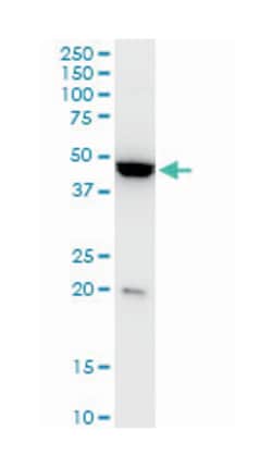 Kruppel-like factor 13, Mouse, Clone: 1D3, Abnova 100&mu;g; Unlabeled:Antibodies,