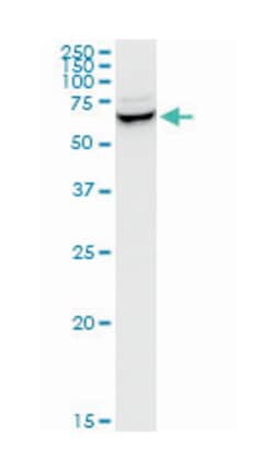 SNX9, Mouse, Clone: 3C6, Abnova 200&mu;L; Unlabeled:Antibodies, Monoclonal