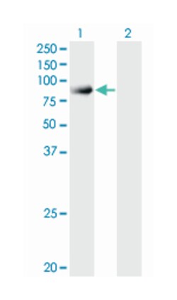 SNX9, Mouse, Clone: 3C6, Abnova 200&mu;L; Unlabeled:Antibodies, Monoclonal
