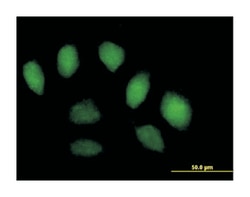 Scm-like with four mbt domains 1, Mouse, Purified MaxPab Polyclonal Antibody,