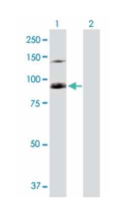 Scm-like with four mbt domains 1, Rabbit, Purified MaxPab™ Polyclonal Antibody, Abnova™