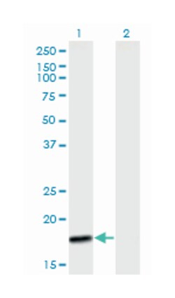 mitochondrial protein 18kDa, Mouse, Purified MaxPab Polyclonal Antibody, Abnova 50 &mu;g | Buy Online | Abnova | Fisher Scientific