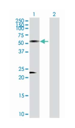 antizyme inhibitor 1, Rabbit, Purified MaxPab™ Polyclonal Antibody, Abnova™