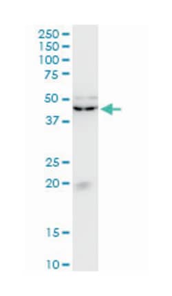 Kruppel-like factor 13, Mouse, Clone: 1D3, Abnova 100&mu;g; Unlabeled:Antibodies,