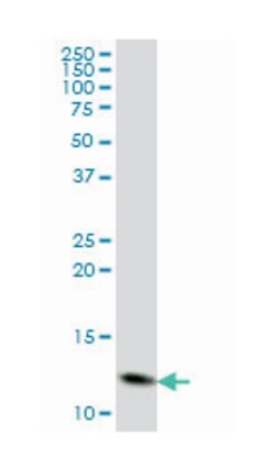 GHRL, Mouse, Clone: 2E2, Abnova 200&mu;L; Unlabeled:Antibodies, Monoclonal