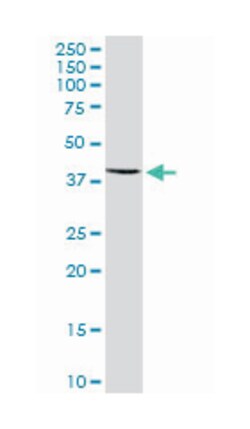 coenzyme Q3 homolog, methyltransferase (S. cerevisiae), Mouse, Purified MaxPab Polyclonal Antibody, Abnova 50 &mu;g | Buy Online | Abnova Corporation | Fisher Scientific