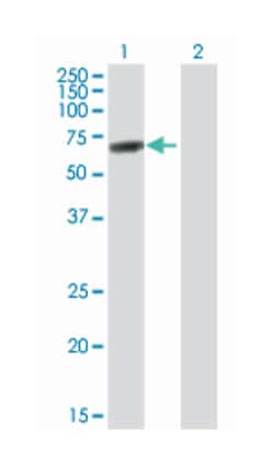 DEAD (Asp-Glu-Ala-Asp) box polypeptide 56, Mouse, Purified MaxPab Polyclonal Antibody, Abnova 50 &mu;g | Buy Online | Abnova Corporation | Fisher Scientific