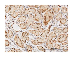 translin-associated factor X interacting protein 1, Mouse, Polyclonal Antibody,