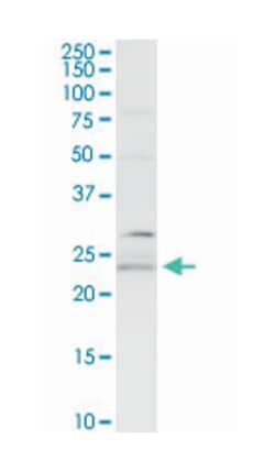 B-cell receptor-associated protein 29, Rabbit, Purified MaxPab Polyclonal