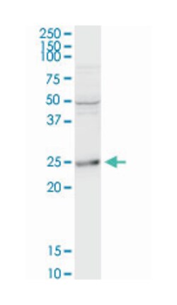 B-cell receptor-associated protein 29, Rabbit, Purified MaxPab Polyclonal