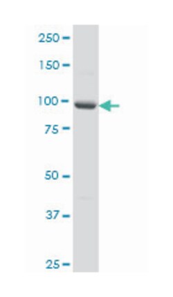 protocadherin alpha 5, Mouse, Clone: 1E8, Abnova 200&mu;L; Unlabeled:Antibodies,