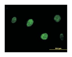 cyclin L1, Mouse, Polyclonal Antibody, Abnova 50&mu;L; Unlabeled:Antibodies,
