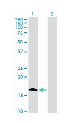 ROBO3 (B02P), Mouse anti-Human, Purified MaxPab Polyclonal Antibody, Abnova