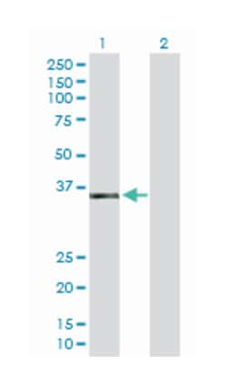 ISG20L1, Mouse, Purified MaxPab Polyclonal Antibody, Abnova 50 &mu;g | Buy Online | Abnova Corporation | Fisher Scientific