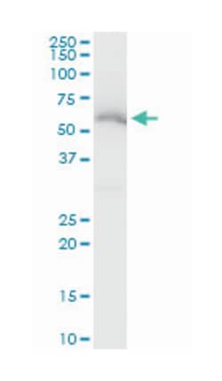 zinc finger protein 622 (A01), Mouse anti-Human, Mouse, Rat, Polyclonal