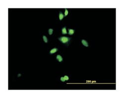 C21orf66, Mouse, Purified MaxPab Polyclonal Antibody, Abnova 50&mu;g; Unlabeled:Antibodies,