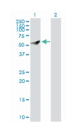 centrosomal protein 55kDa, Rabbit, Purified MaxPab Polyclonal Antibody,