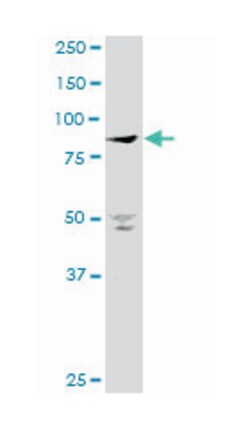 pantothenate kinase 4, Mouse, Polyclonal Antibody, Abnova 50&mu;L; Unlabeled:Antibodies,