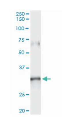 GIMAP5, Mouse, Clone: 3F11, Abnova 200&mu;L; Unlabeled:Antibodies, Monoclonal