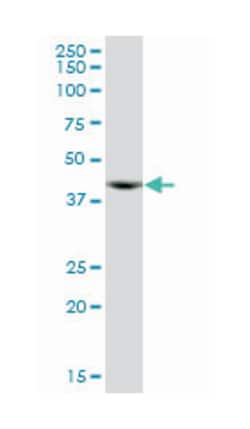 actin-related protein 10 homolog (S. cerevisiae), Mouse, Polyclonal Antibody,