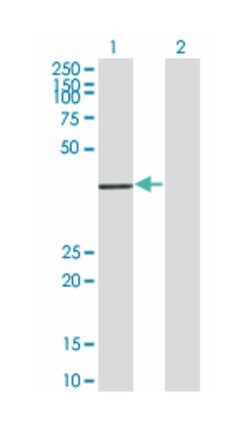 PFTAIRE protein kinase 2 (A01), Mouse anti-Human, Rat, Polyclonal Antibody, Abnova 50 &mu;L | Buy Online | Abnova | Fisher Scientific