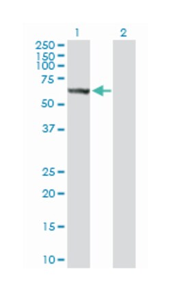 serine/threonine kinase 33, Rabbit, Purified MaxPab Polyclonal Antibody,