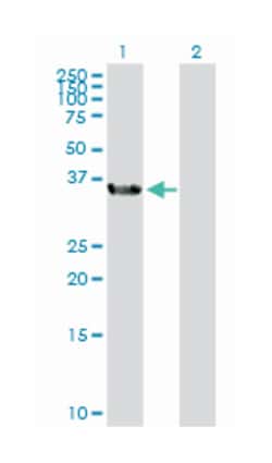 bol, boule-like (Drosophila), Rabbit, Purified MaxPab Polyclonal Antibody, Abnova 100 &mu;g | Buy Online | Abnova Corporation | Fisher Scientific