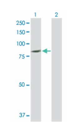 phospholipase C, delta 4, Rabbit, Purified MaxPab Polyclonal Antibody,