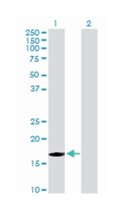 F-box and WD repeat domain containing 5, Mouse, Purified MaxPab Polyclonal
