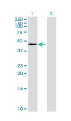 TIMELESS interacting protein, Mouse, Purified MaxPab™ Polyclonal Antibody, Abnova™