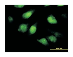 translin-associated factor X interacting protein 1, Mouse, Polyclonal Antibody,