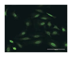 dual specificity phosphatase 22, Rabbit, Purified MaxPab Polyclonal Antibody,