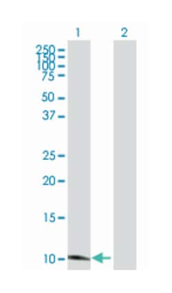 secreted LY6/PLAUR domain containing 1, Rabbit, Purified MaxPab Polyclonal