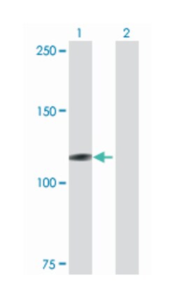 MICAL1, Mouse, Purified MaxPab Polyclonal Antibody, Abnova 50 &mu;g | Buy Online | Abnova | Fisher Scientific