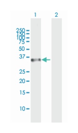 RASSF4, Mouse, Polyclonal Antibody, Abnova 50&mu;g; Unlabeled:Antibodies,